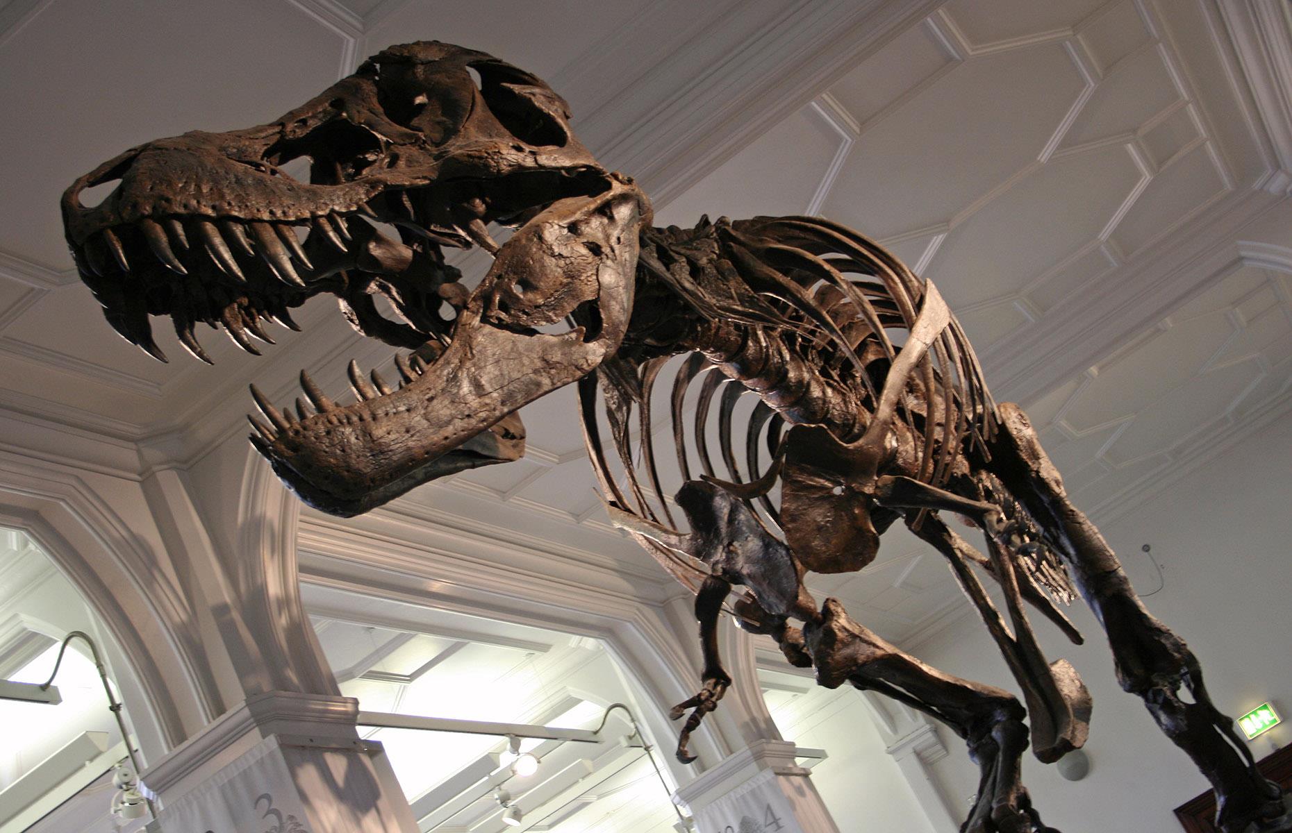 Dinosaurs that sold for a fortune